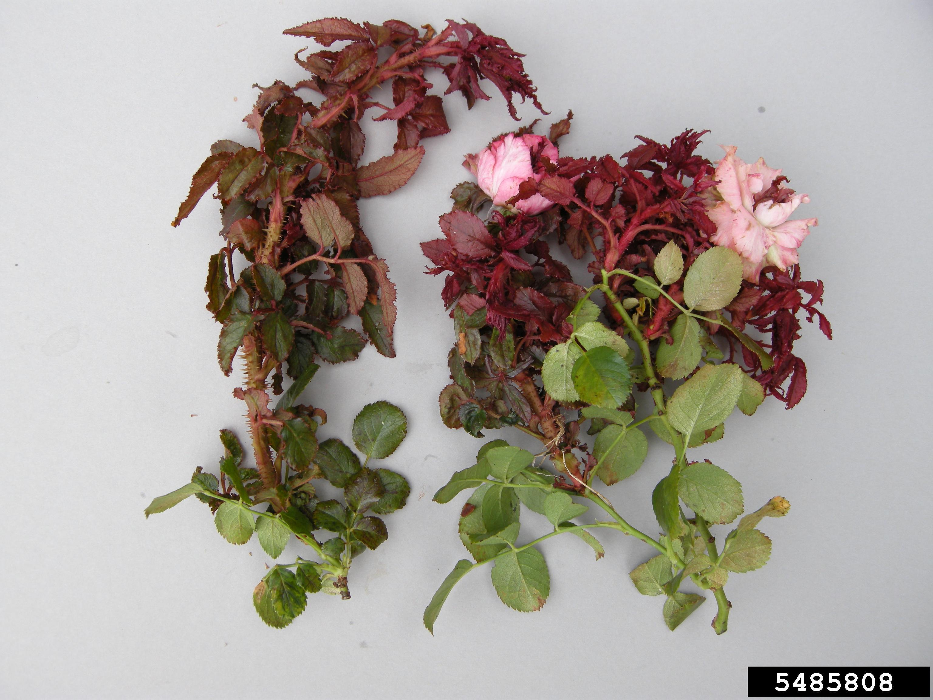 Rose rosette disease on leaves